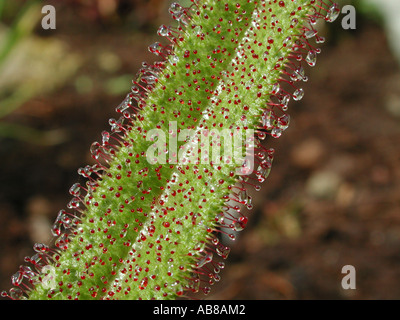 Le rossolis (Drosera regia King), feuilles avec tentacules glandulaires Banque D'Images