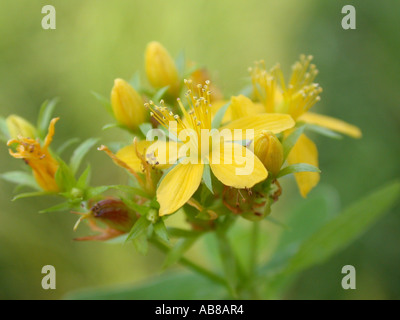 Tige carrée St John's-millepertuis (Hypericum tetrapterum), inflorescence en vue de côté Banque D'Images