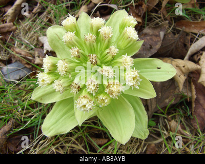 Pétasite géant, Japonais-beurre bur (Petasites japonicus), la floraison des plantes Banque D'Images