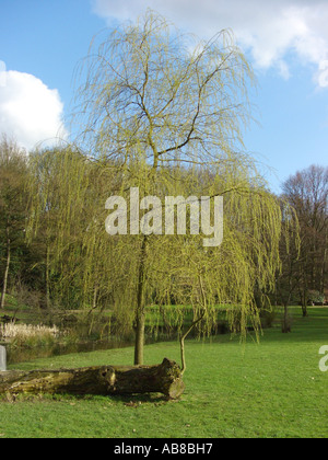 Gris nain saule (Salix tristis), arbre dans un parc au début du printemps Banque D'Images