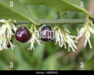 Sarcococca humilis (Fort doux (Sarcococca hookeriana var. humilis)), fleurs, fruits et fruits avec chute de glace Banque D'Images