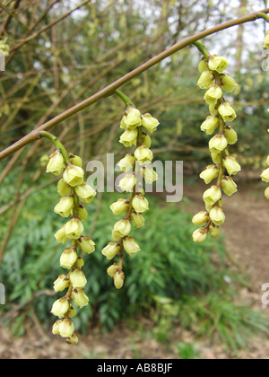 Le Jeune dracodard (Stachyurus praecox, Kibusi), inflorescences Banque D'Images