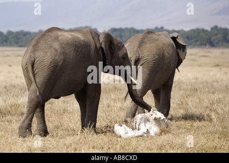 L'éléphant africain (Loxodonta africana), touche d'éléphants morts crâne d'éléphant, Kenya Banque D'Images