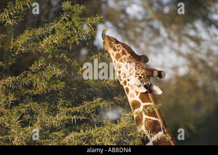Girafe (Giraffa camelopardalis), manger les feuilles, au Kenya Banque D'Images