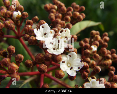 Laurustinus (Viburnum tinus), fleurs Banque D'Images