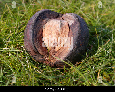 Shag-écorce hickory, le caryer (Carya ovata), avec enveloppe de fruits dans l'herbe allongé sur le sol Banque D'Images