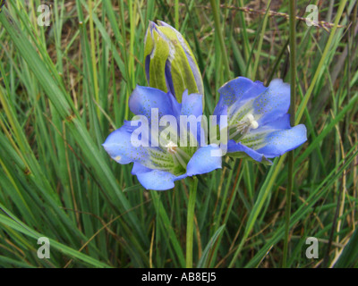 Gentiane des marais (Gentiana pneumonanthe), fleurs Banque D'Images