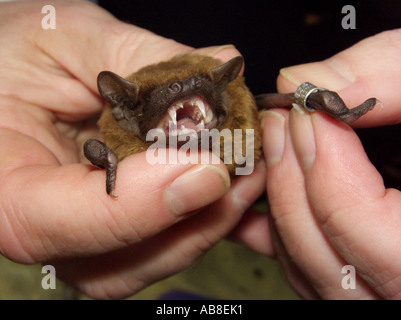 Noctule (Nyctalus noctula), d'une part, menaçant Banque D'Images