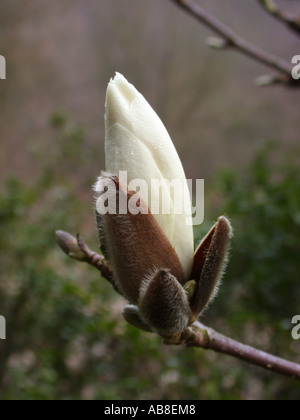 Arbre généalogique Lily, Yulan (Magnolia denudata), l'ouverture de bud Banque D'Images