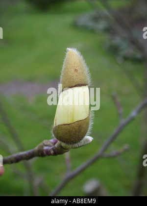 Arbre généalogique Lily, Yulan (Magnolia denudata), l'ouverture de bud Banque D'Images