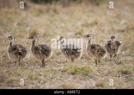 Autruche (Struthio camelus), des poussins dans les savanes, Kenya, Masai Mara National Park Banque D'Images