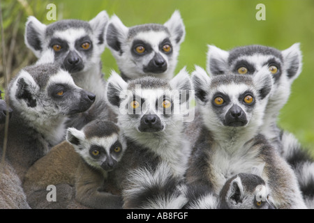 Untitled document (Lemur catta), groupe à la vigilance dans l'appareil photo, Pays-Bas Banque D'Images