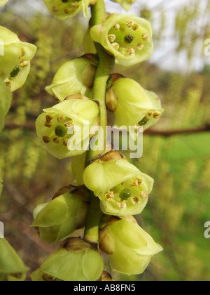 Le Jeune dracodard (Stachyurus praecox, Kibusi), fleurs Banque D'Images