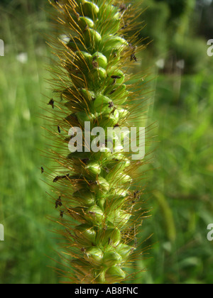 Soie jaune-blanc, herbe de la sétaire verte (Setaria pumila), l'inflorescence avec épillets Banque D'Images
