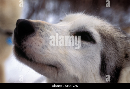 Le portrait de chien husky sur le Kungsleden trail en Laponie du Nord de la Suède Portrait de chien husky sur le Kungsleden trail en Lappl Banque D'Images