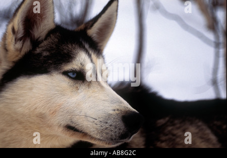 Le portrait de chien husky sur le Kungsleden trail en Laponie du Nord de la Suède Portrait de chien husky sur le Kungsleden trail en Lappl Banque D'Images