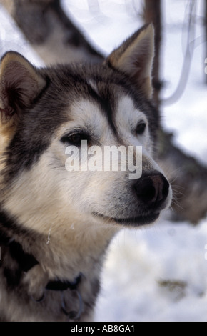 Le portrait de chien husky sur le Kungsleden trail en Laponie du Nord de la Suède Portrait de chien husky sur le Kungsleden trail en Lappl Banque D'Images