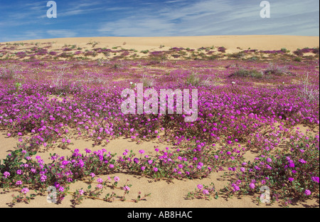 Le sable du désert verveine Abronia villosa et onagre birdcage dans l'Imperial Sand Dunes California USA Banque D'Images