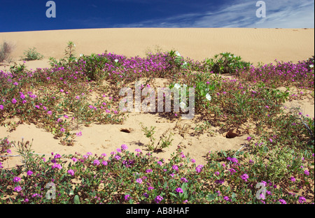 Le sable du désert verveine Abronia villosa et onagre birdcage dans l'Imperial Sand Dunes California USA Banque D'Images