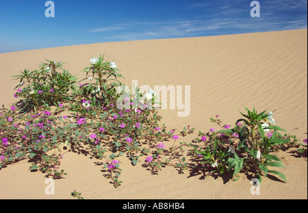 Le sable du désert verveine Abronia villosa et onagre birdcage dans l'Imperial Sand Dunes California USA Banque D'Images