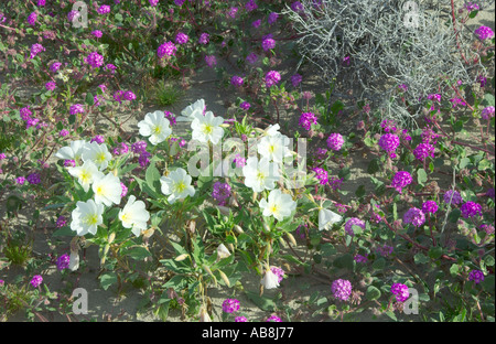 Abronia villosa et l'abronie onagre Birdcage dans l'Anza Borrego Desert en Californie USA Banque D'Images