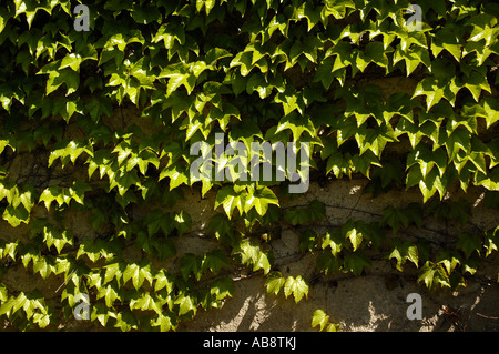 Mur de lierre Banque D'Images