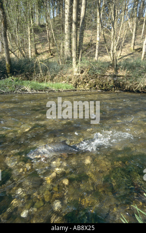 Chondrostoma nasus), la ponte dans l'habitat naturel, Allemagne, Bavière, Inn, 04 avr. Banque D'Images