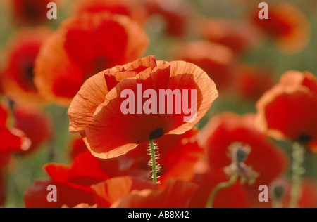 Pavot coquelicot, commun, rouge coquelicot (Papaver rhoeas), seule fleur avec champ de coquelicots derrière, contrejour, Croatie, Istrie, Croa Banque D'Images