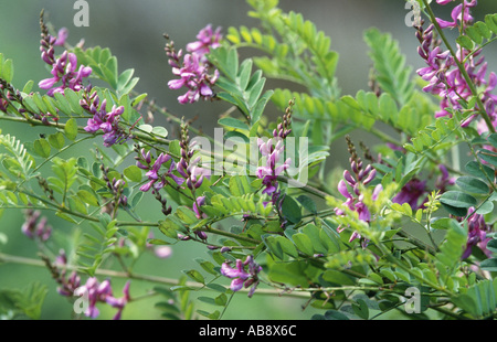 Himalayan indigo, indigo (Indigofera heterantha bush), la floraison. Banque D'Images