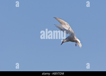 La Sterne pierregarin Sterna hirundo planant ailes avec fond de ciel bleu Priory park Bedford Bedfordshire Banque D'Images