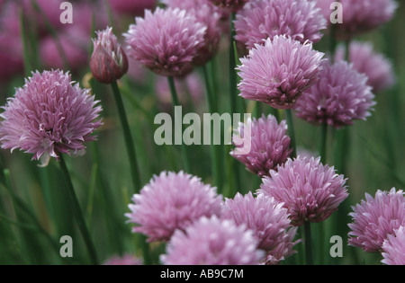 La ciboulette, le sable poireau (Allium schoenoprasum), blooming Banque D'Images