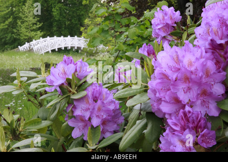 Catawba, Catawba rhododendron (Rhododendron catawbiense rose bay), qui fleurit avec le pont blanc dans Schochs P Woerlitz, jardin Banque D'Images