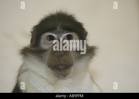 Mangabey à cou blanc, le puffin cercocèbe couronné (Cercocebus atys lunulatus), portrait Banque D'Images