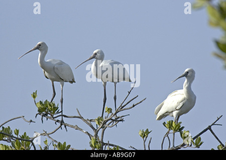 Spatule d'Afrique (Platalea alba), sur les arbres de mangrove, Sénégal, Casamance, Dez 04. Banque D'Images