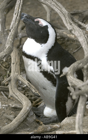 Jackass penguin, manchot, le putois (Spheniscus demersus) oiseau sur son nid, panure, Afrique du Sud, Westkap, Cap Banque D'Images