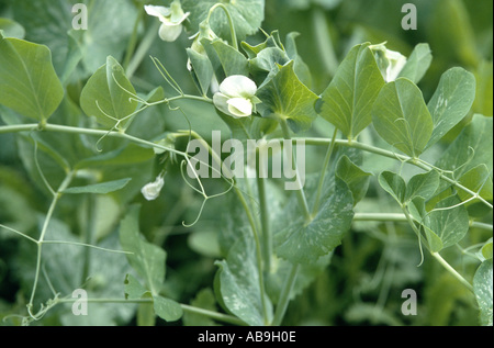 Du pois (Pisum sativum), la floraison. Banque D'Images