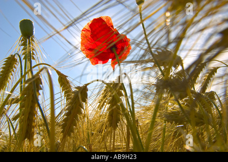 Pavot coquelicot, commun, rouge coquelicot (Papaver rhoeas), en champ de céréales, de l'Allemagne, Vogtland, Moeschwitz, 04 juil. Banque D'Images