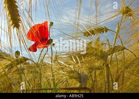 Pavot coquelicot, commun, rouge coquelicot (Papaver rhoeas), en champ de céréales, de l'Allemagne, Vogtland, Moeschwitz, 04 juil. Banque D'Images