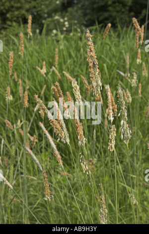 Vulpin des prés d'herbe (Alopecurus pratensis), la floraison Banque D'Images