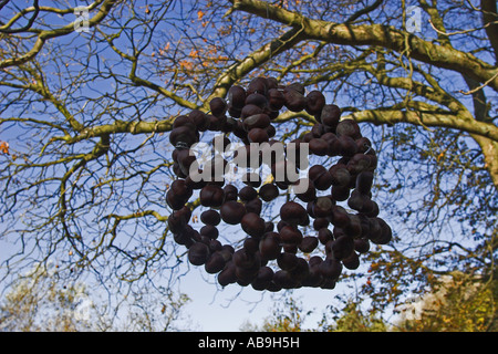 Le marronnier commun (Aesculus hippocastanum), les enfants faisant de l'artisanat aux châtaignes ; travail d'art accrochées dans un arbre Banque D'Images