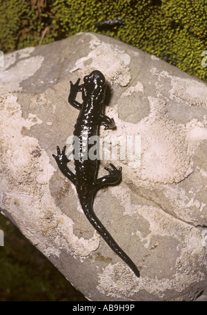 Salamandre Alpine, Alpine européenne salamandre (Salamandra atra), sur de la pierre Banque D'Images