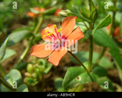 Mouron rouge, mouron rouge commun du pauvre, Anagallis arvensis (weatherglass), fleur Banque D'Images