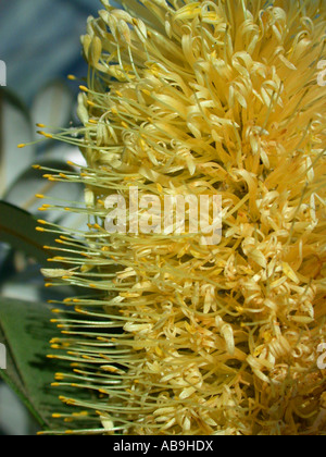 Banksia integrifolia côte), fleurs Banque D'Images