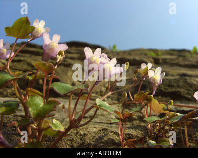 Kenilworth ivy, ivy linaire à feuilles de lierre, le colisée (Cymbalaria muralis, Linaria muralis), qui fleurit sur un mur, l'Allemagne, l'Amérique du Rhi Banque D'Images