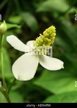 Queue de lézard chinois, Chameleon plante, Fishwort, Heartleaf, vap ca (Houttuynia cordata), l'inflorescence avec quatre bractées blanc Banque D'Images