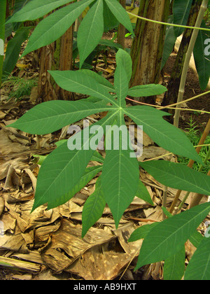 Le manioc, le manioc, Tapioc, Tapioca (Manihot esculenta), leaf Banque D'Images