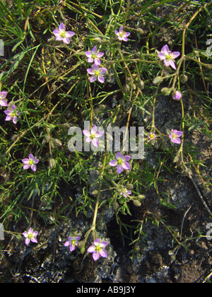 La spargoute des champs de la mer (Spergularia salina, Spergularia marina), la floraison, l'Allemagne, Hesse Banque D'Images