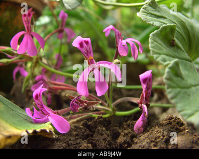 Géranium (Pelargonium sidoides, Pelargonium reniforme), plante de laquelle est fait le médicament Umckaloabo, fleurs Banque D'Images