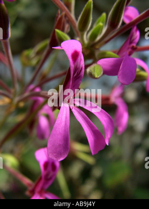 Géranium (Pelargonium sidoides, Pelargonium reniforme), plante de laquelle est fait le médicament Umckaloabo, fleur Banque D'Images