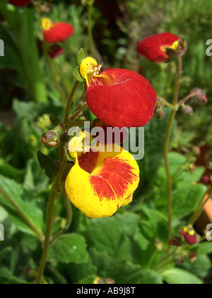 Pocketbook plant, slipperwort Slipperflower (jaune, le Calceolaria biflora), fleurs Banque D'Images